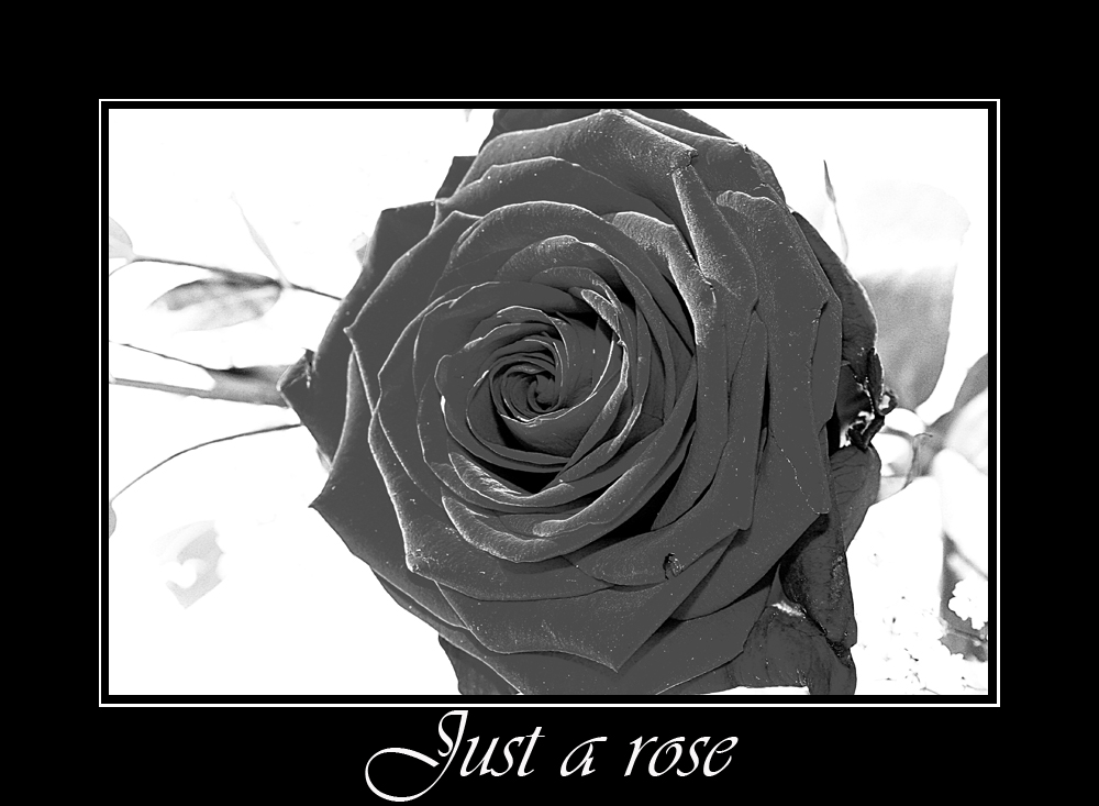 Just a rose