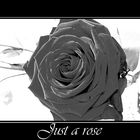 Just a rose