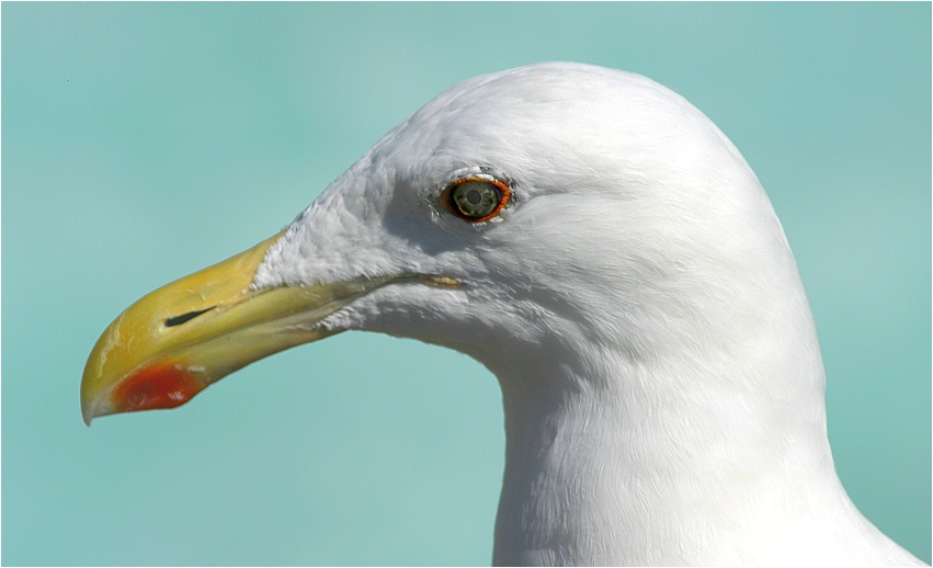 just a sea gull