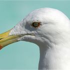 just a sea gull