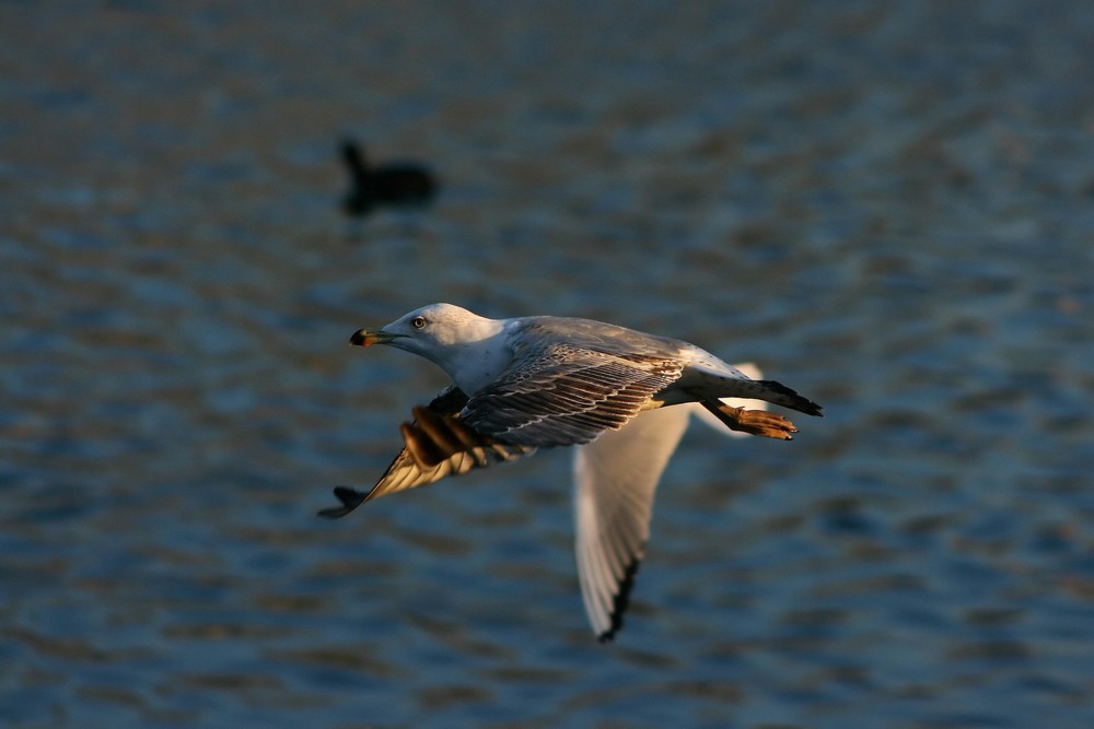 Just a seagull...