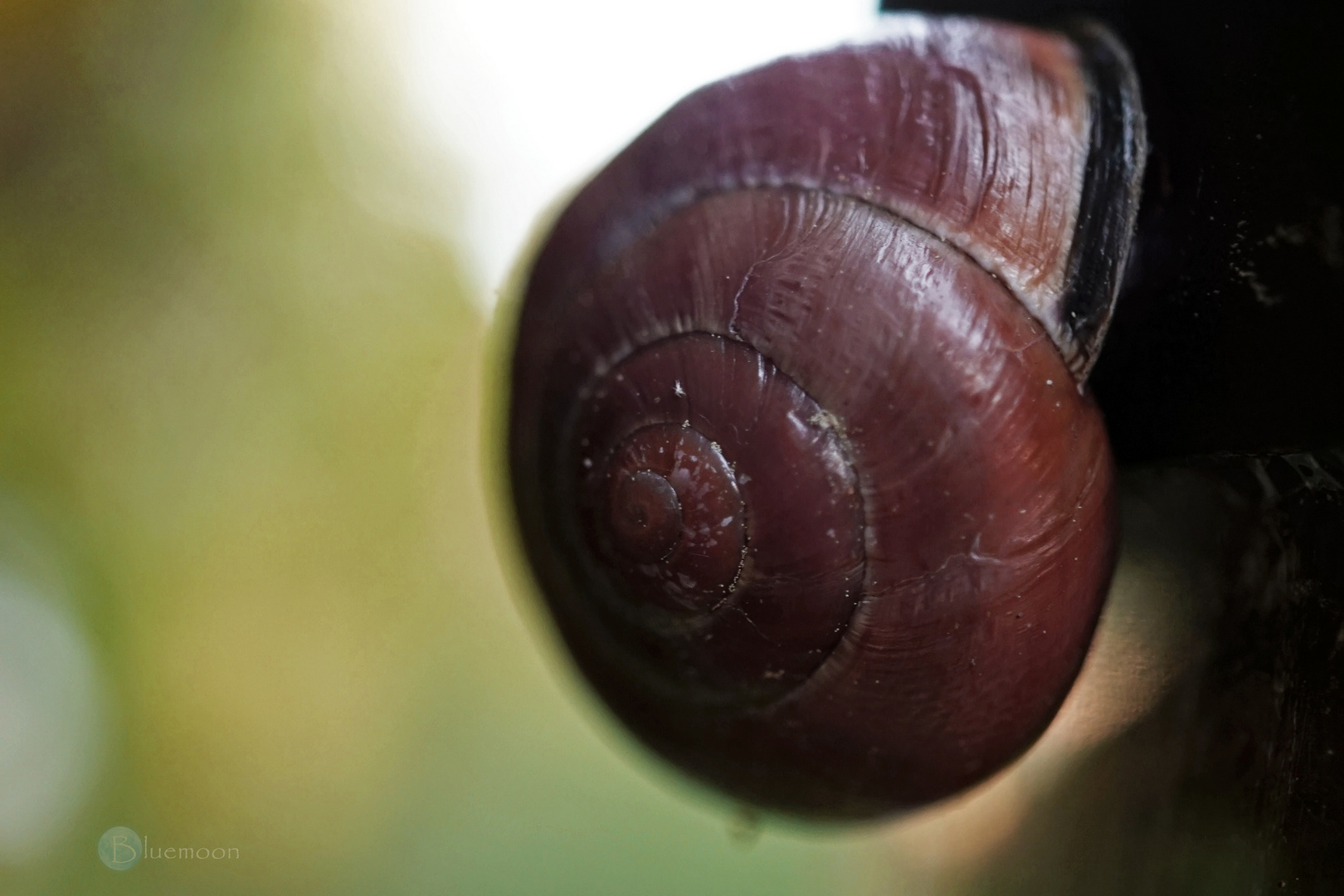 Just a snail 