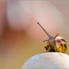 just a snail in the colors and light of spring