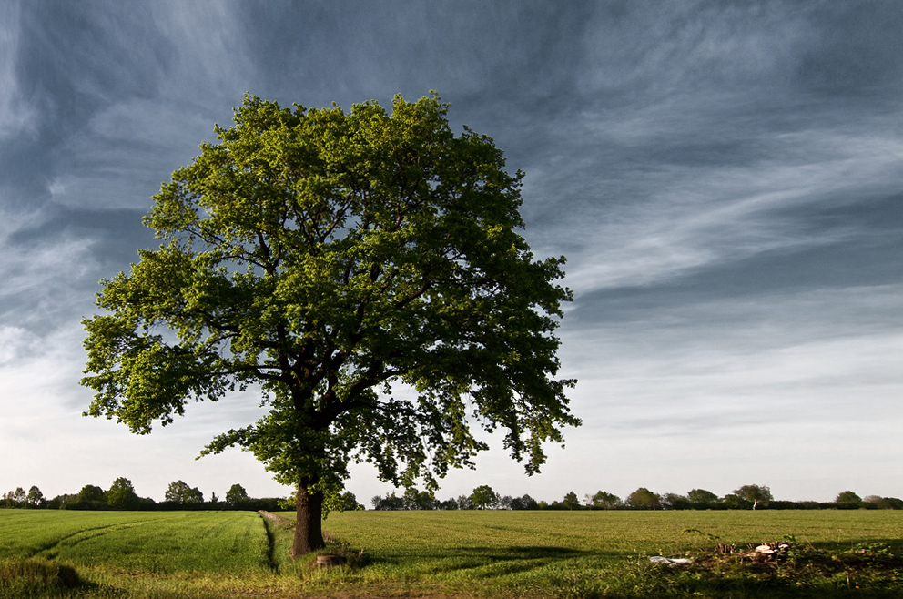 Just A Tree