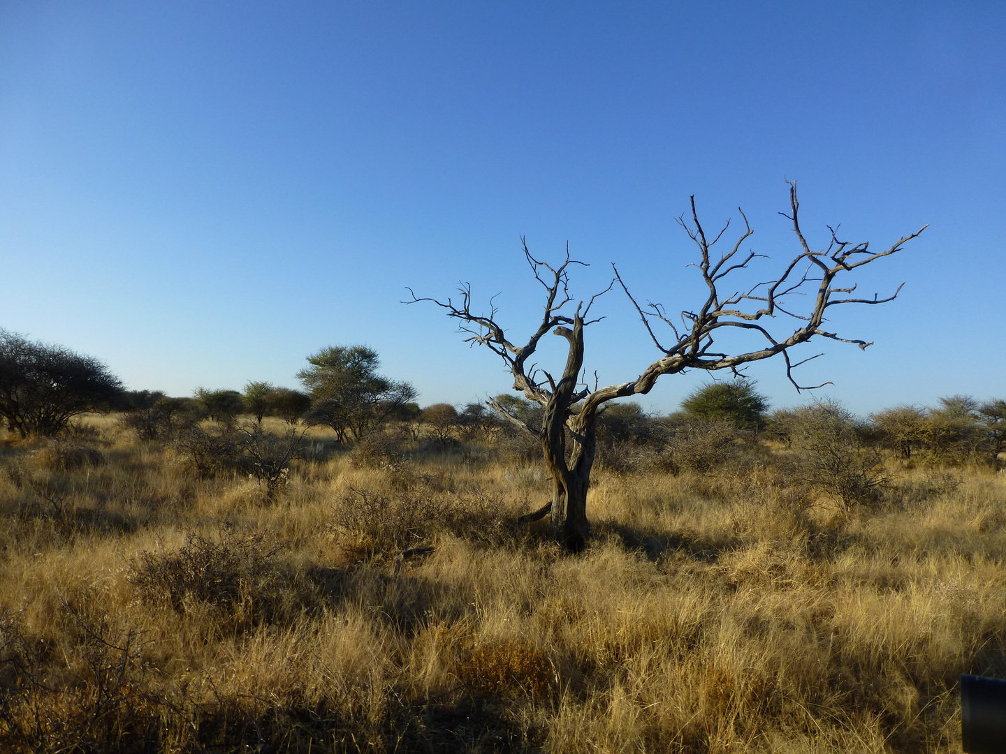 just a tree