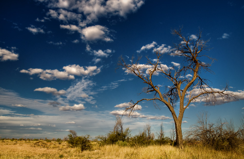 Just a tree