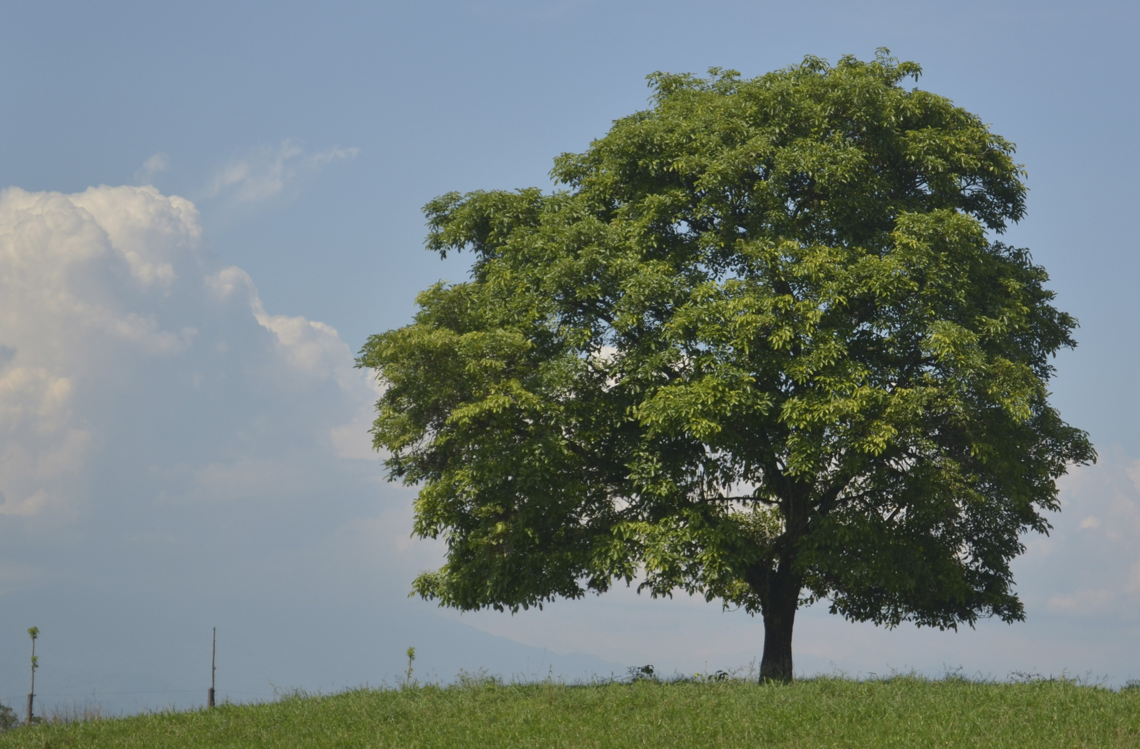 Just a tree