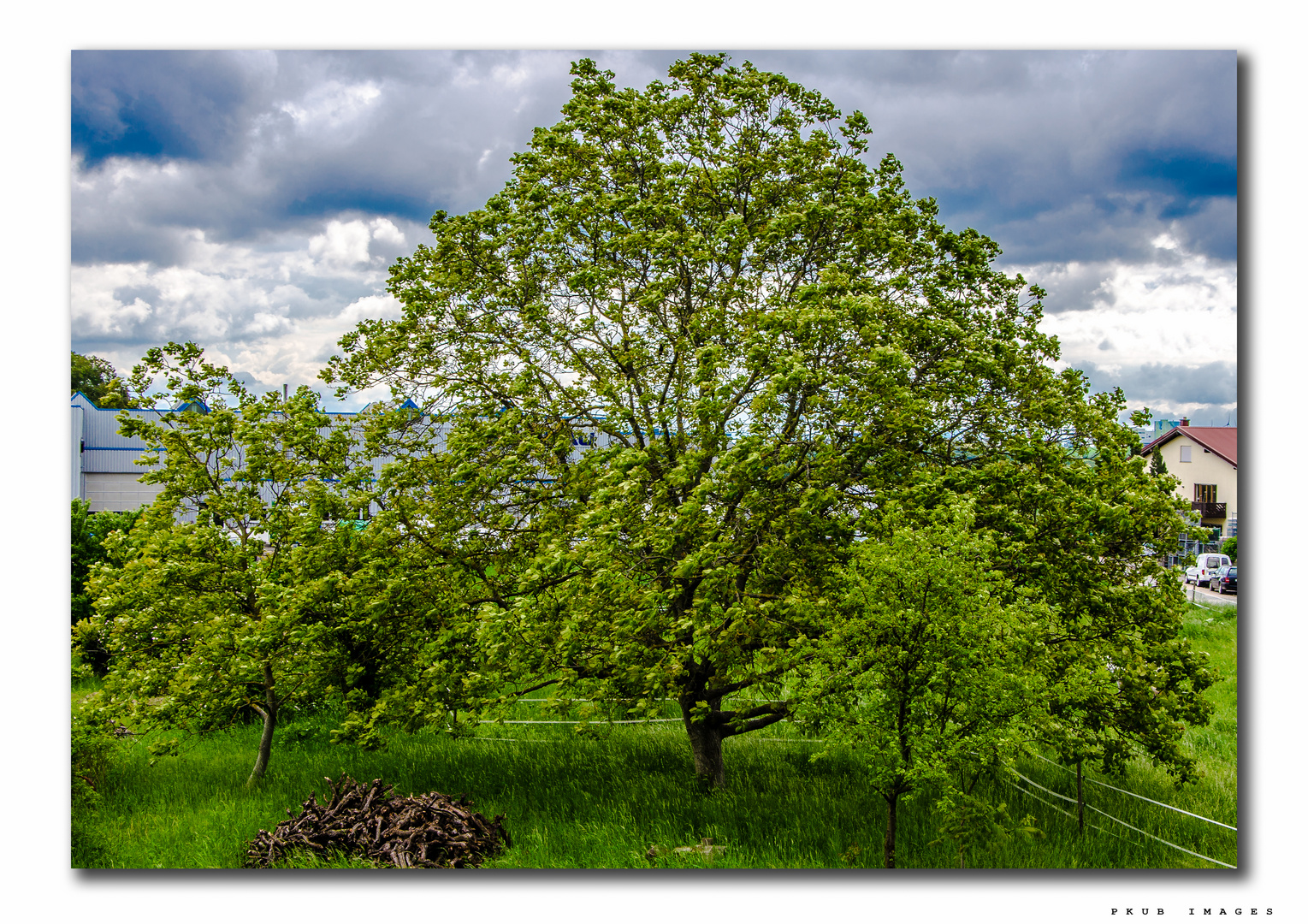 just a Walnut Tree