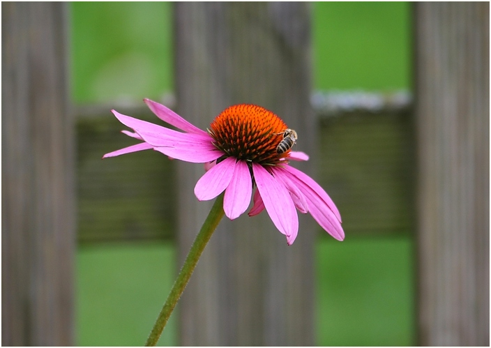 ...just a wonderful flower...