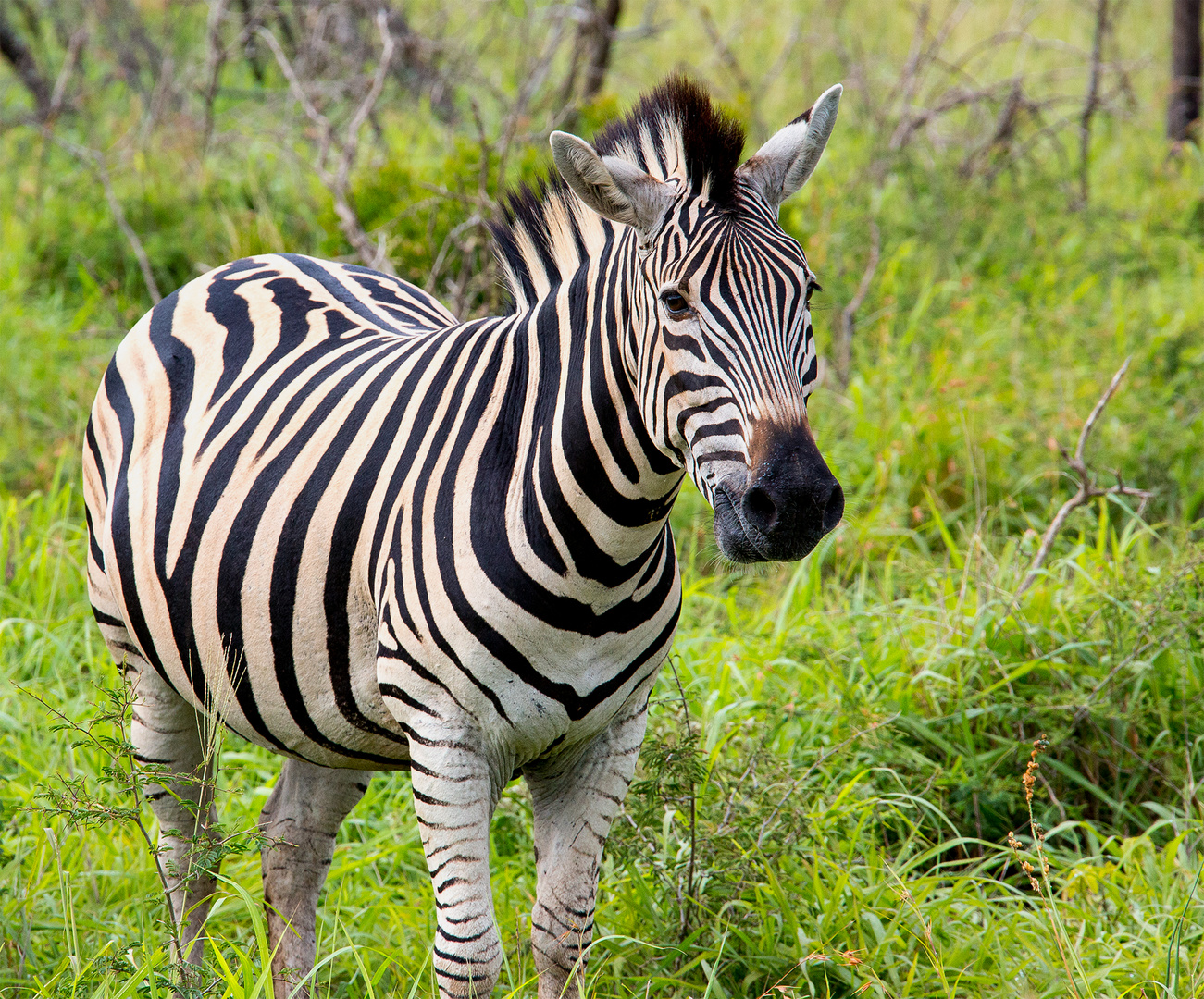 Just a zebra