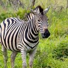 Just a zebra
