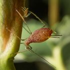 Just an aphid. And a little aphid. )