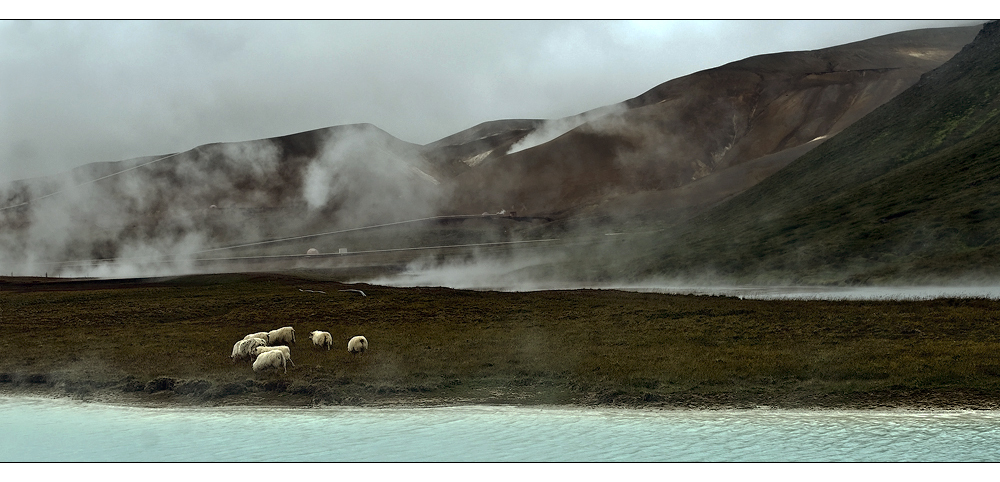 just an icelandic landscape with sheep