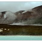 just an icelandic landscape with sheep