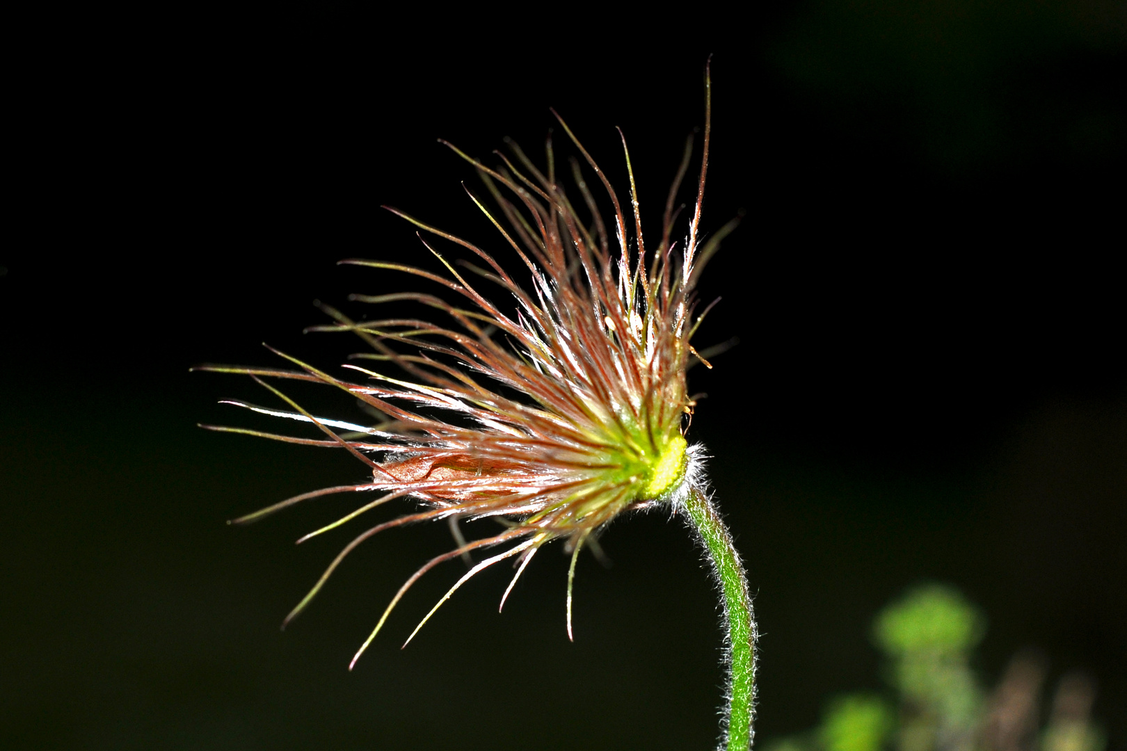 Just another Bad Hair Day