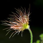 Just another Bad Hair Day