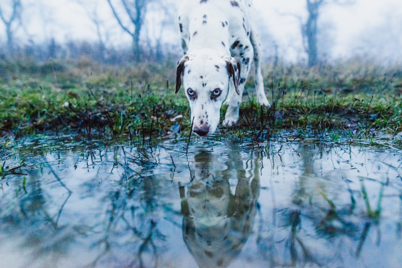 just another dog - blue eyed dalmatian