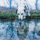 just another dog - blue eyed dalmatian