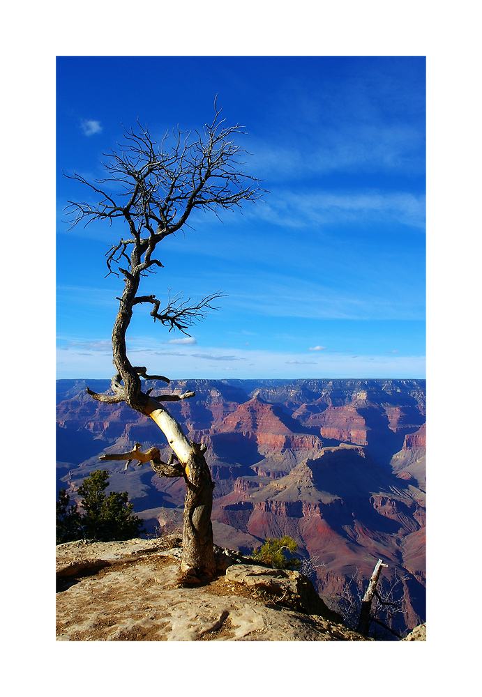 Just another Lonely Tree...