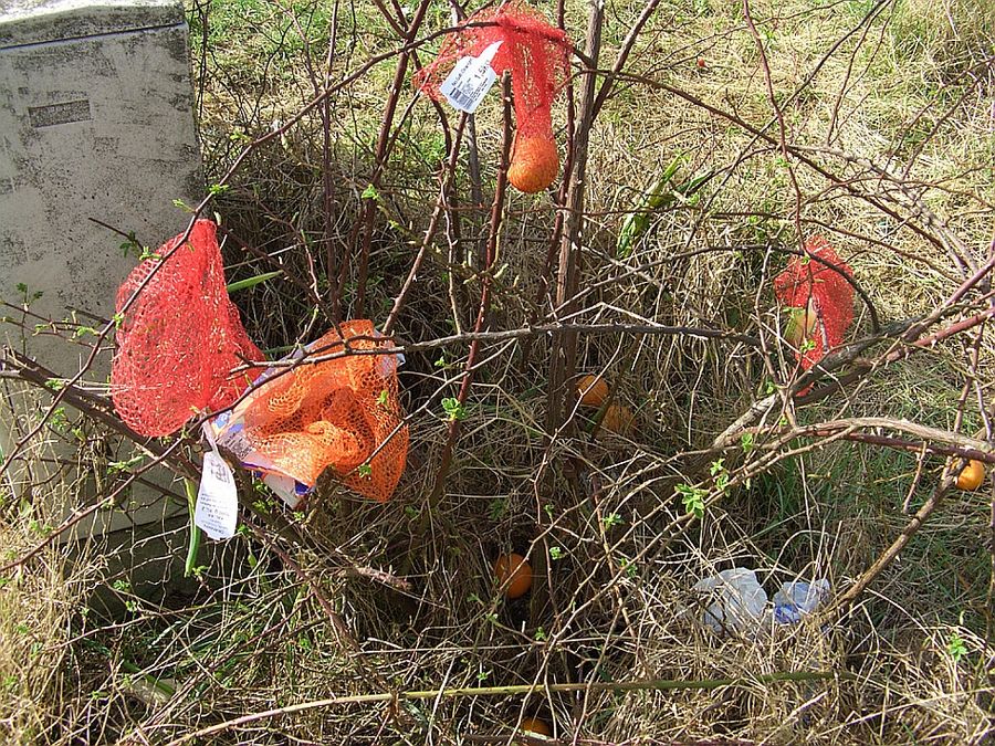 Just Another Orange Tree