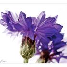 just another ordinary cornflower