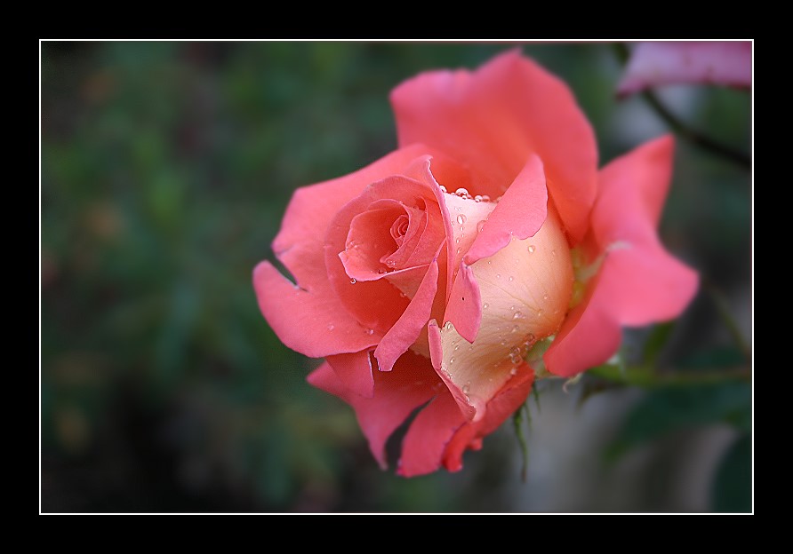 ~Just another Rose~