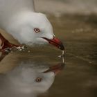 just another seagull shot