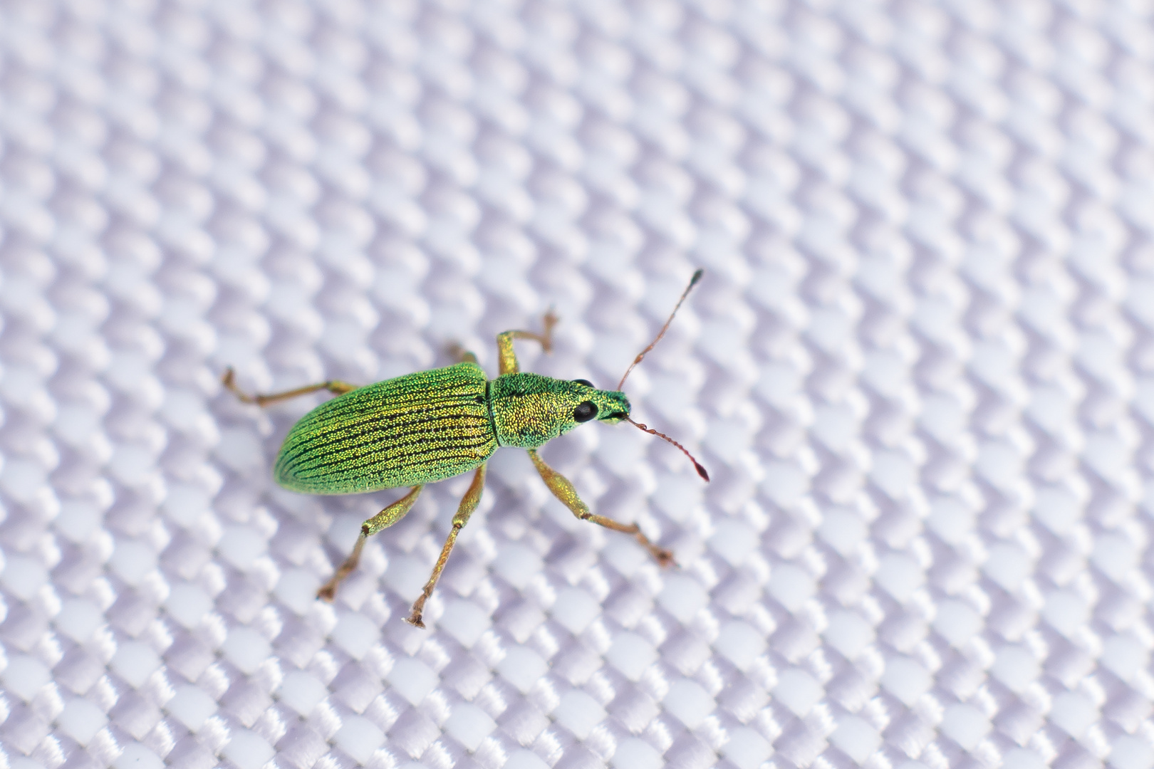 Just another small insect on your fabric