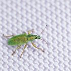 Just another small insect on your fabric