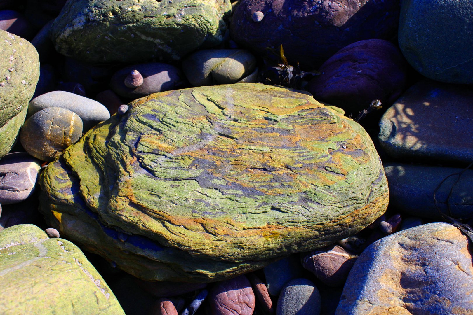 Just another stone on the beach ?? 