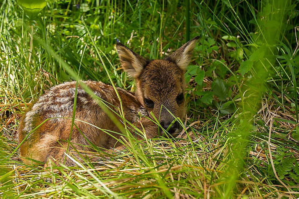 Just born