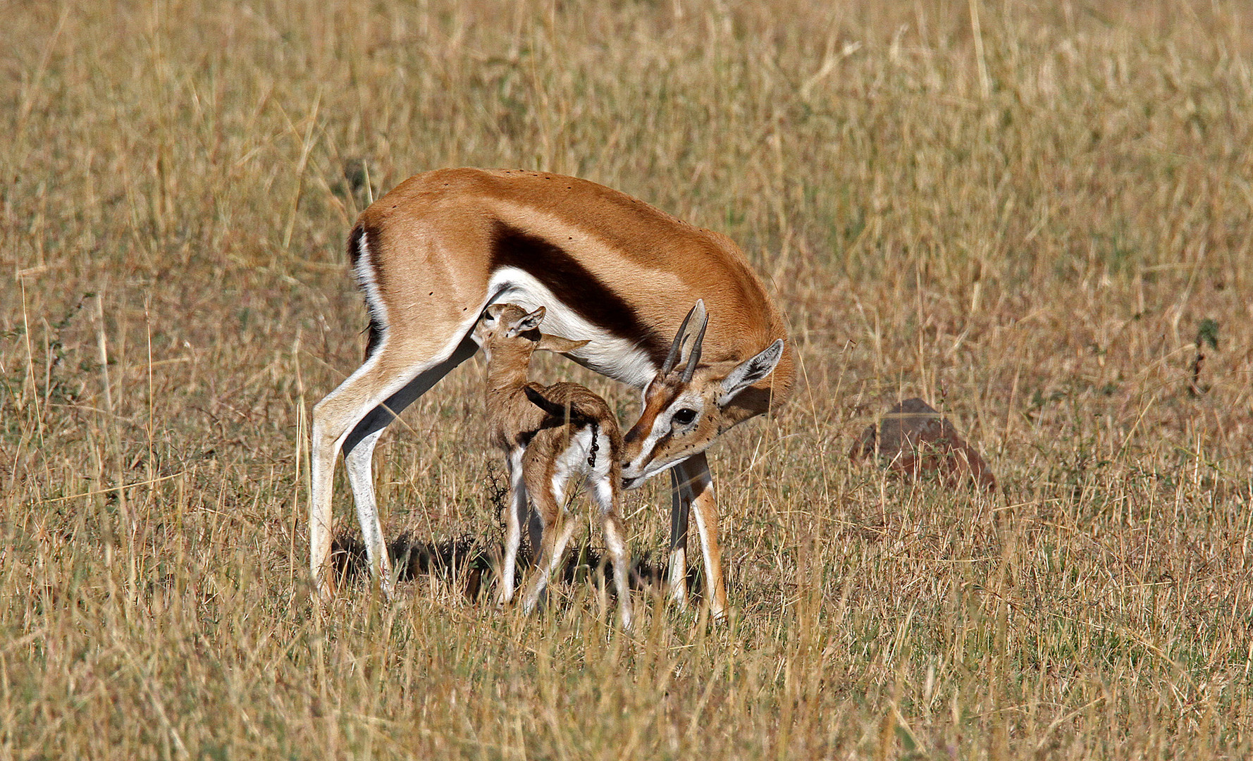 Just Born