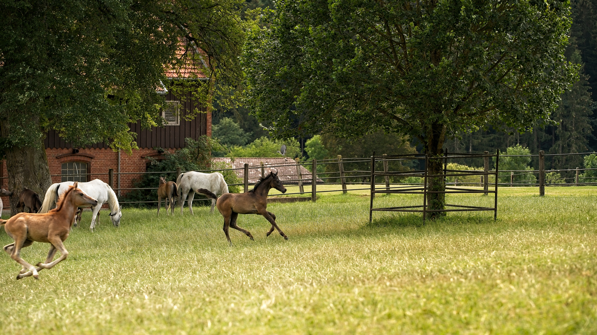 Just born to run