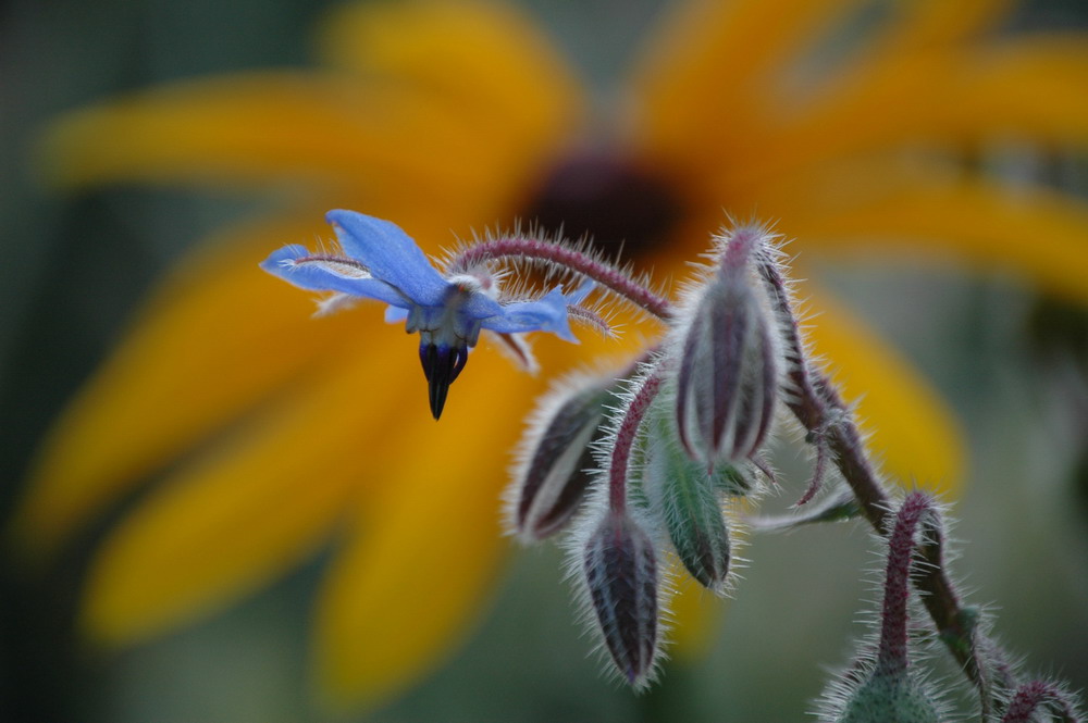 Just flowers