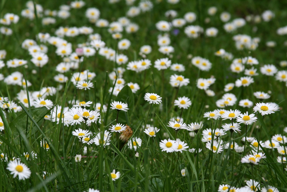 JUST GÄNSEBLÜMCHEN