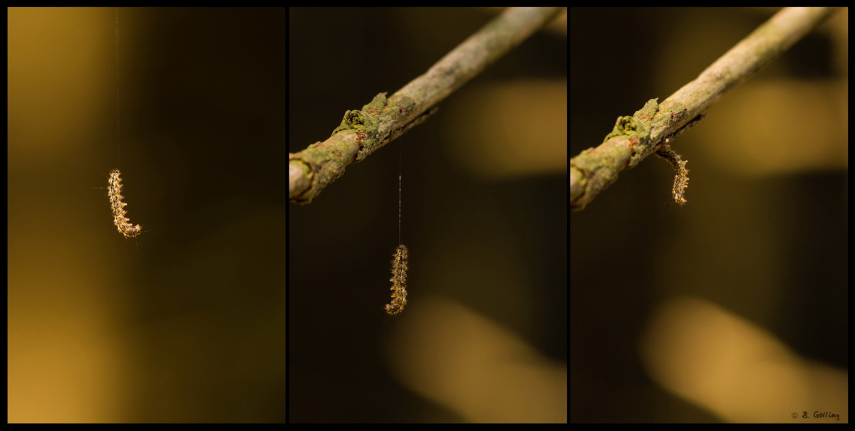 just hanging on a tree