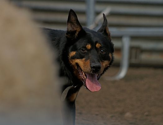 Just Kelpie!