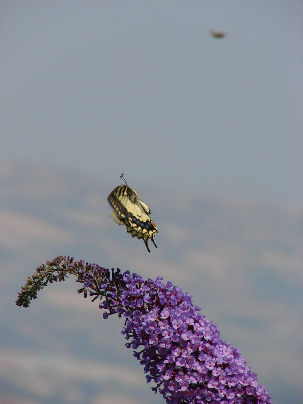 just let me fly away by Chantal van vliet