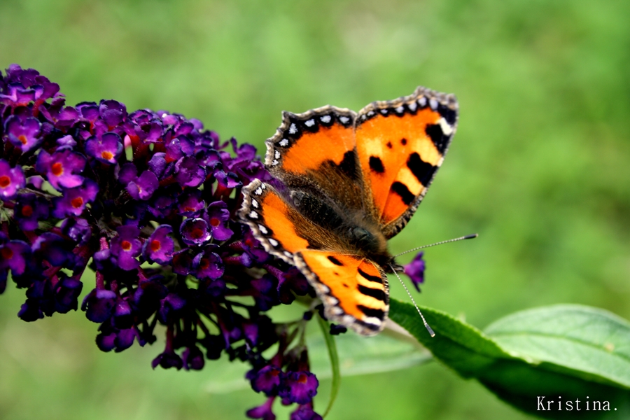 "Just living is not enough," said the butterfly,"one must have sunshine, freedom and a little flower