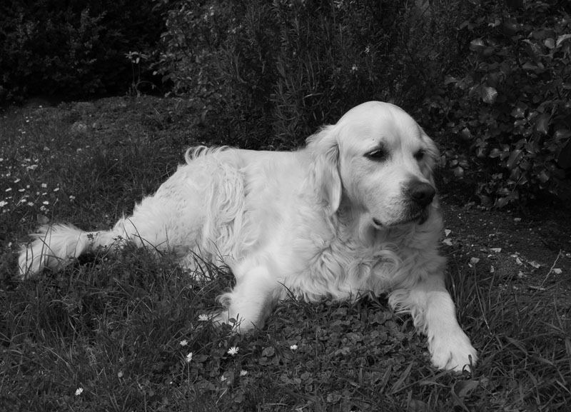 just lying on the cold beautiful meadow