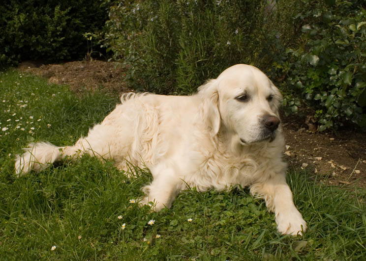 just lying on the cold beautiful meadow (in colour)