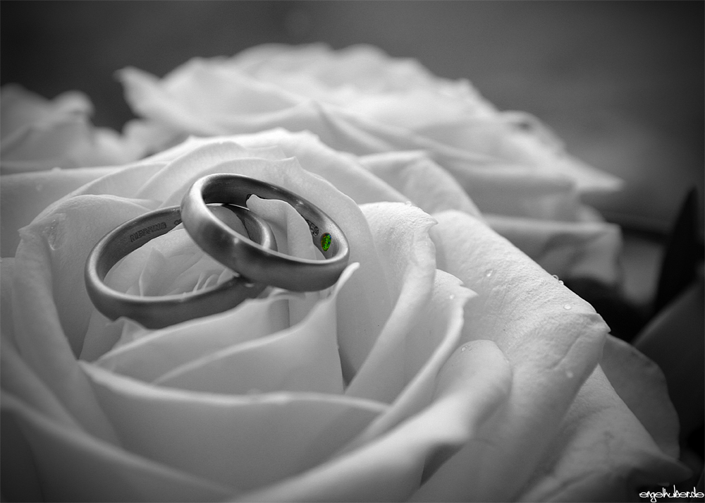 Just Married Ringe Foto Bild Hochzeit Collagen Rosen Bilder Auf Fotocommunity