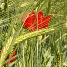 just Mohn