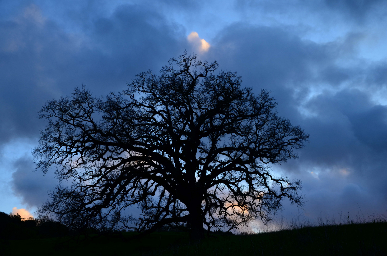 Just 'oak it in --- Californian Quercus