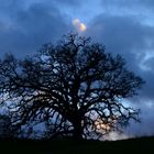 Just 'oak it in --- Californian Quercus