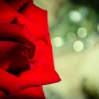 Just one Simple Red Rose...!!!