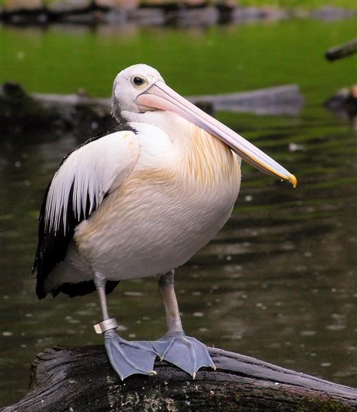 just pelican