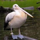 just pelican