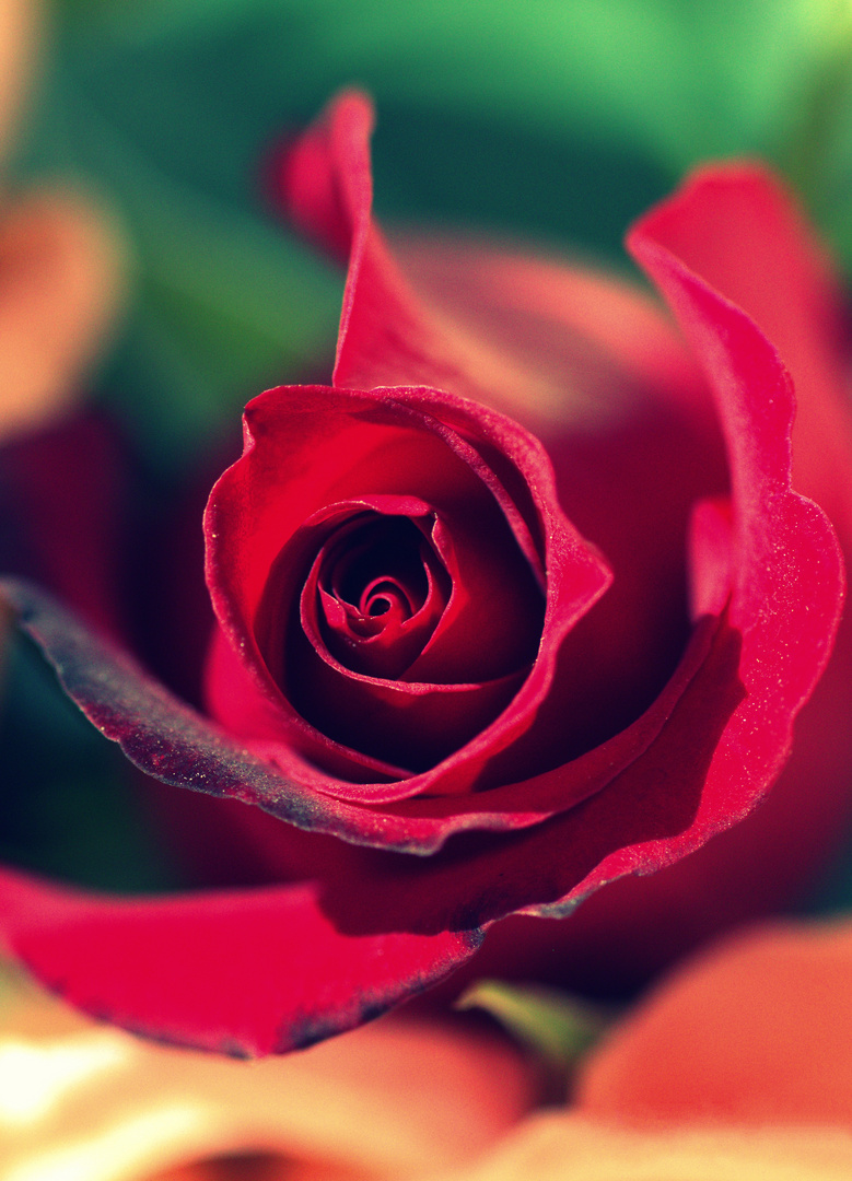 Just red rose