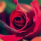 Just red rose